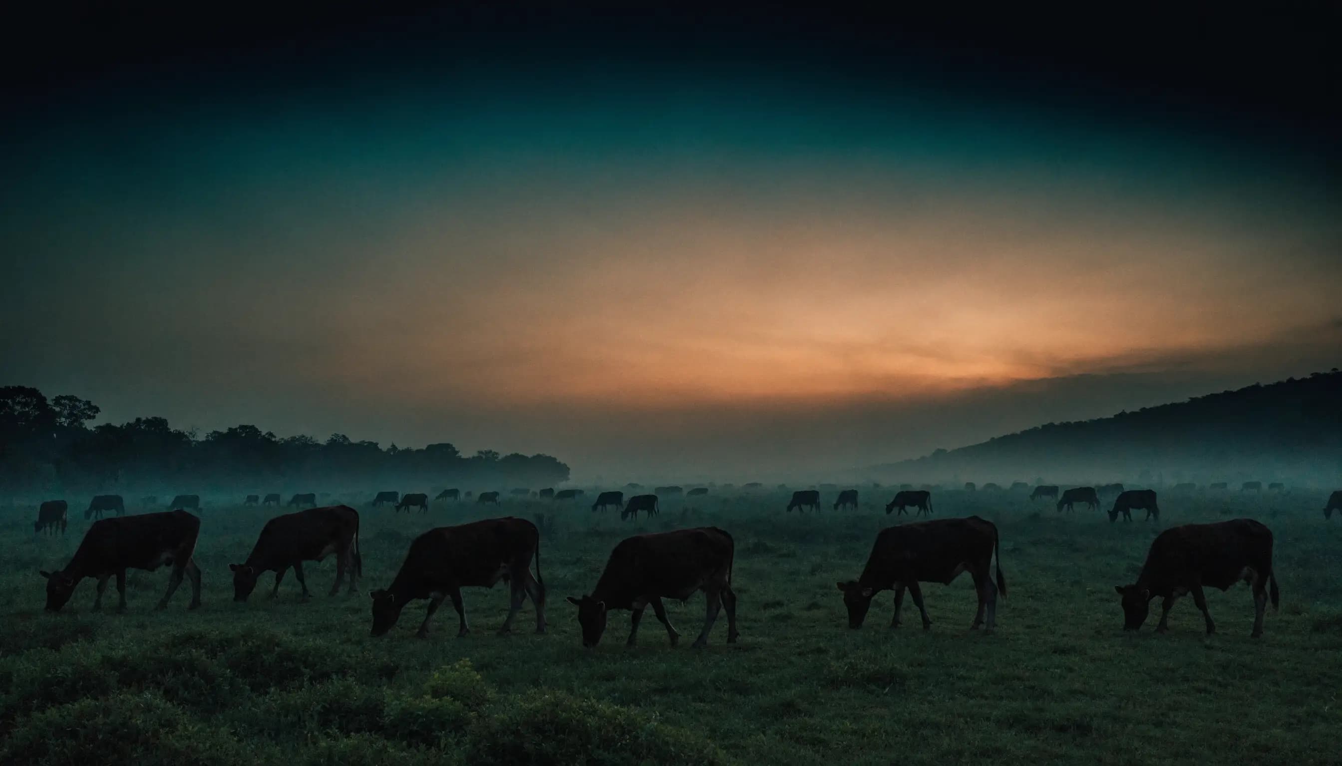 Ganado pastando al atardecer en una hacienda